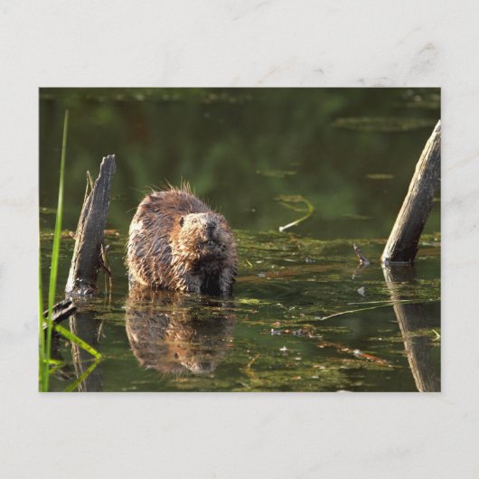glimlachen van bever briefkaart (Voorkant)