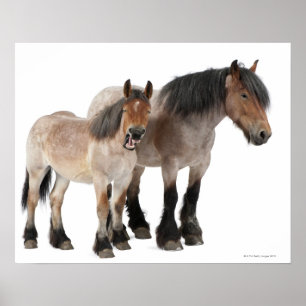 glimlachen van moeder en vee, Belgisch paard, Belg Poster