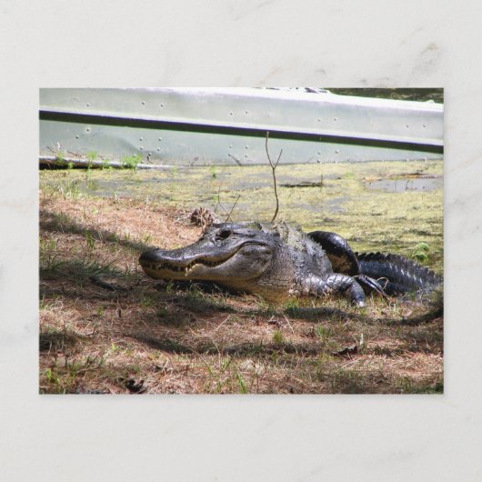 Glimlachend Alligator - Briefkaart (Voorkant)
