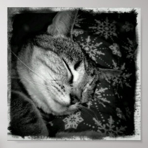 glimlachend indigoten B+W Poster