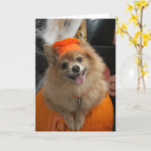glimlachende Foxy Pommeren in Pumpkin Halloween Kaart (Gele Bloem)