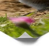 Glimlachende Groundhog Emerging Poster (Hoek)