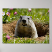 Glimlachende Groundhog Emerging Poster (Voorkant)