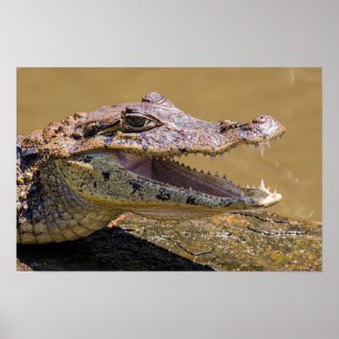 Glimlachende krokodil in Tortuguero - Costa Rica Poster
