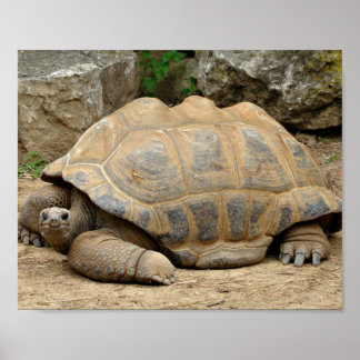 Glimlachende landschildpad poster