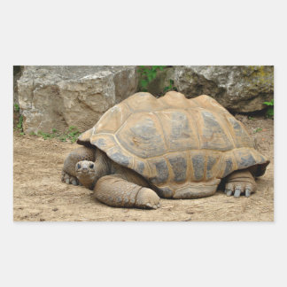 Glimlachende landschildpad rechthoekige sticker