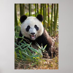 Glimlachende panda portret poster