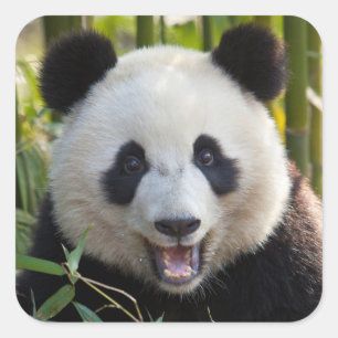 Glimlachende pandaportret vierkante sticker