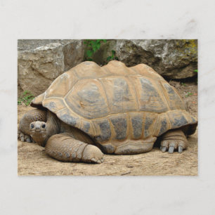 Glimlachende Schildpad Bedankkaart Briefkaart