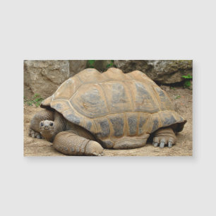 Glimlachende Schildpad Blank