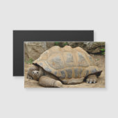 Glimlachende Schildpad Blank (Voorkant / Achterkant)
