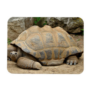 Glimlachende Schildpad Magneet