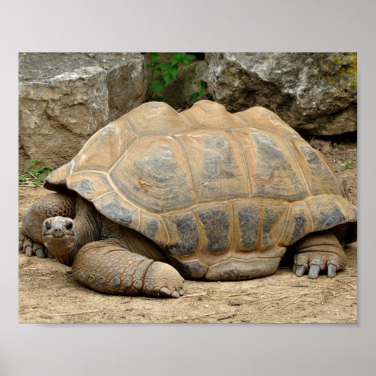 Glimlachende Schildpad Poster (Voorkant)