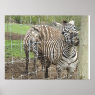 Glimlachende zebra poster