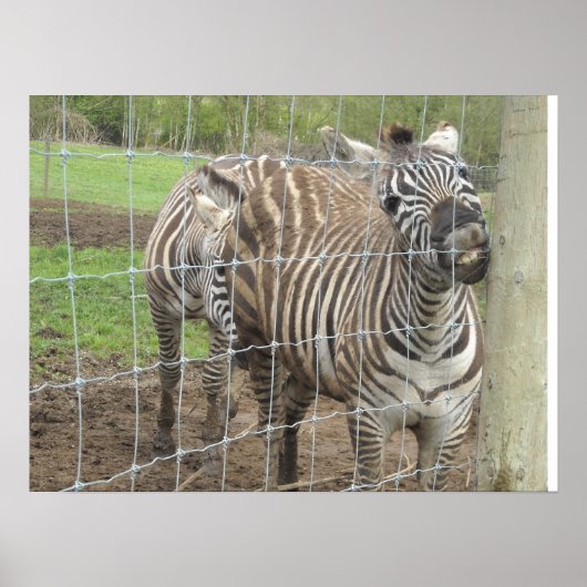 Glimlachende zebra poster (Voorkant)