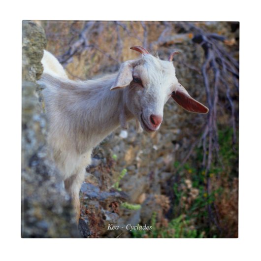 glimlachte geit tegeltje (Voorkant)