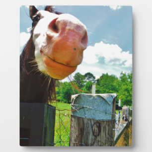 glimlachte paarden fotoplaat