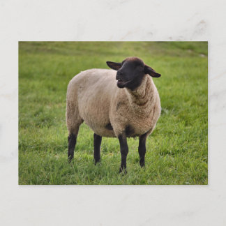 glimlachte schapen briefkaart