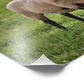 glimlachte schapen foto afdruk (Hoek)