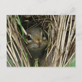 glimlende Chipmunk Briefkaart
