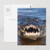 Glimlende krokodil briefkaart (Voorkant / Achterkant)