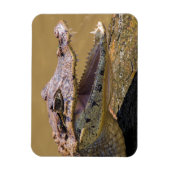 Glimlende krokodil magneet (Verticaal)