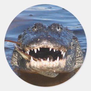 Glimlende krokodil ronde sticker