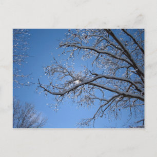 Glittering IJs en met sneeuw beklede bomen Briefkaart