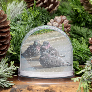 Globe des neiges - Pigeons