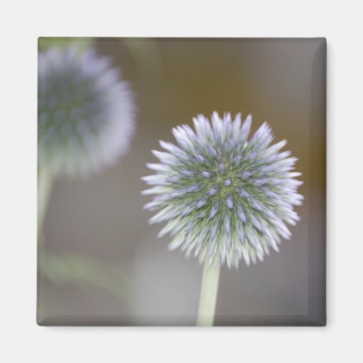 Globe Thistle Magnet (Devant)