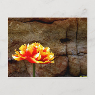 Gloed Tulip Briefkaart