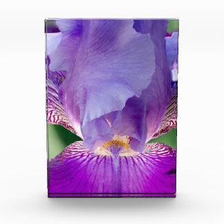 Gloeiende Iris Natuur / Bloemen / Botanische Foto