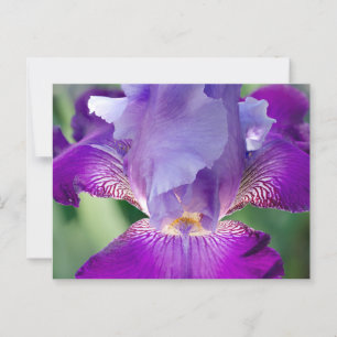 Gloeiende Iris Natuur / Bloemen / Botanische Foto Briefkaart