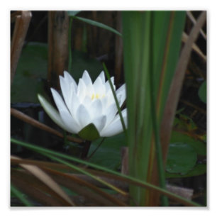 Gloeiende Lotus Water Lily Flower 8x8 Foto Afdruk