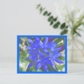 Gloire De La Carte Postale Bleue Fluorescente De N (Debout devant)