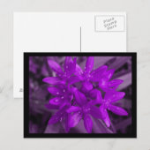 Gloire De La Carte Postale Violet De Neige (Devant / Derrière)