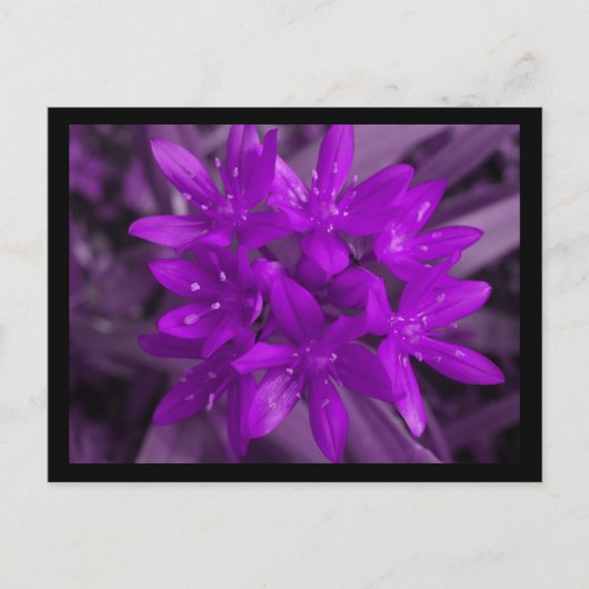 Gloire De La Carte Postale Violet De Neige (Devant)