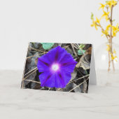Gloire du matin, carte (Fleur jaune)