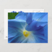 GLOIRE DU MATIN ~ Carte postale (Devant / Derrière)