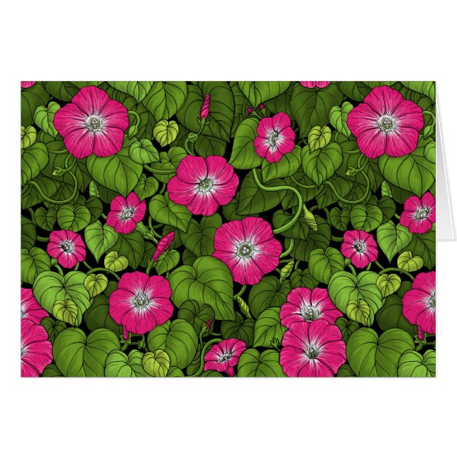 Gloire du matin en rose et vert (Devant horizontal)