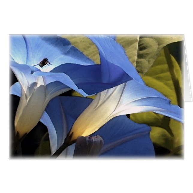 Gloires de matin (Devant horizontal)