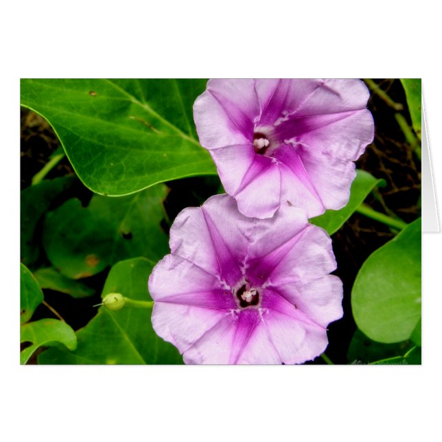 Glories du matin @ Krabi Card (Devant horizontal)