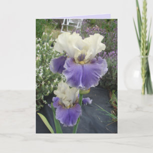 Glorieux violet Iris Fleur Floral Carte Anniversai