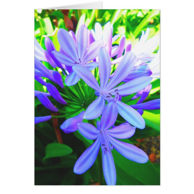 Glorious Agapanthus - Cadeaukaart (Voorkant)