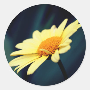 Glorious Daisy Flower Ronde Sticker