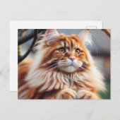 Glorious Maine Coon Briefkaart (Voorkant / Achterkant)