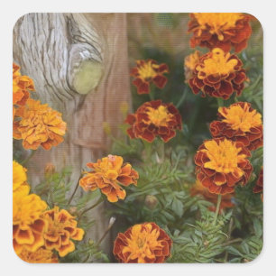 Glorious Marigolds Vierkante Sticker