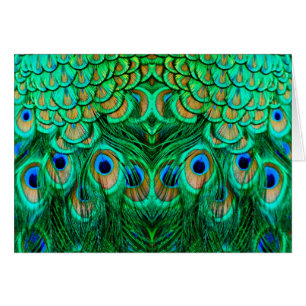 Glorious Peacock Feathers