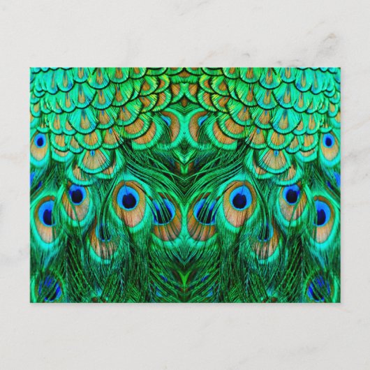 Glorious Peacock Feathers Briefkaart (Voorkant)