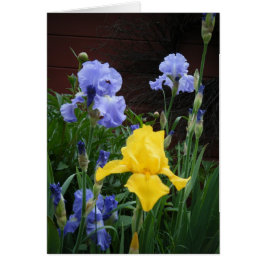 "Glorius Irises"